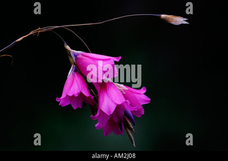 Dierama pulcherrimum 'Slieve Donard