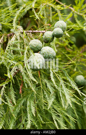 Cones of the Bald Cypress tree Stock Photo