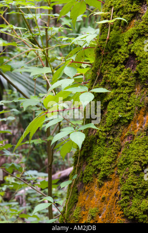 Moss growing on tree bark in forest at Hillsborough River State Park Florida USA Stock Photo