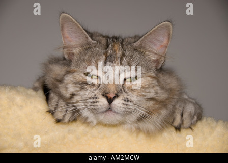 Funny head shot portrait of sleepy Norwegian forest cat cross Stock Photo