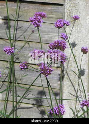 HORTICULTURE VERBENA BONARIENSIS Stock Photo