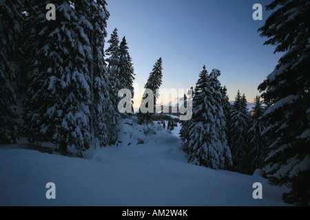 Deeply snowed firs, ski slopes Sellamatt - Wildhaus, Toggenburg, St. Gall, Switzerland Stock Photo
