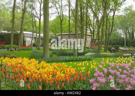 Keukenhof Garden Holland spring Massed Tulips beneath beech trees in large woodland garden Stock Photo