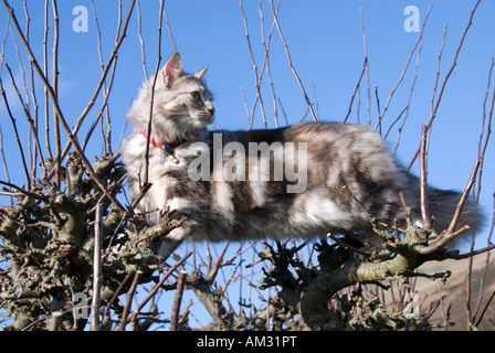 Norwegian forest cat cross in apple tree Stock Photo