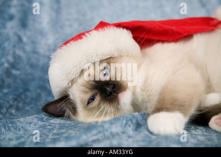 Cute little kitten looking slightly angry having to wear a santa hat Stock Photo