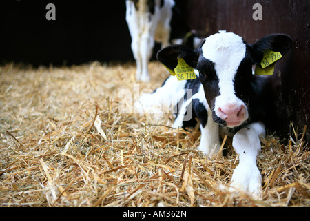 Young cows in the straw, Wohldorf, Hamburg, Germany Stock Photo