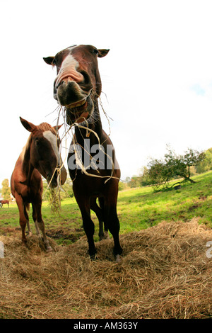 Two young horses eating hey on a meadow, Wohldorf, Hamburg, Germany (fisheye lense) Stock Photo