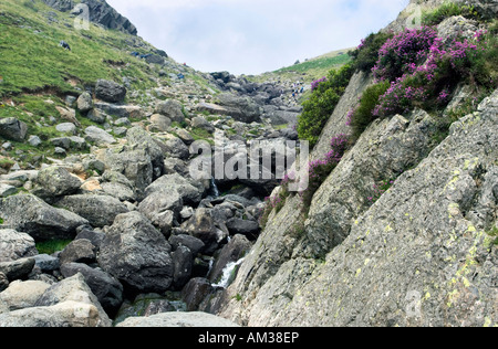 A rocky path up the Langdale Pikes with Stickle Ghyll waterfall running down the side. The heather is in bloom. Lake District,UK