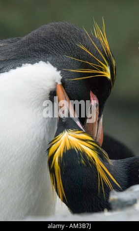 Macaroni Penguin (Eudyptes chrysolophus),pair preening,  Bird Island 'Big Mac' colony, South Georgia Island, Antarctica Stock Photo