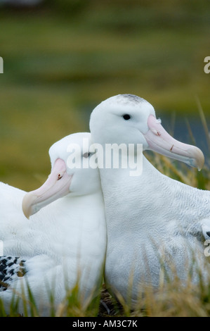 Wandering Albatross (Diomedea exulans) nesting pair, Bird Island, South Georgia Island December 2005 Stock Photo