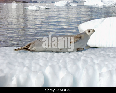 A crabeater seal lobodon carcinophagus rests on an iceberg in Paradise Harbor aka Paradise Bay Antarctica Stock Photo