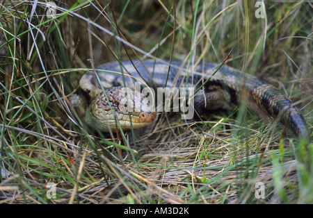 Blue Tongued Lizard, Tiliqua nigrolutea, Tasmania Stock Photo