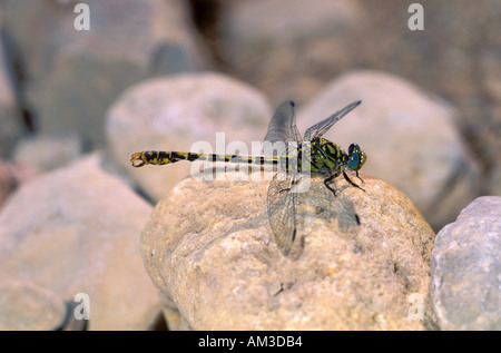 Large Pincertail Dragonfly, Onychogomphus uncatus. At rest on stone Stock Photo