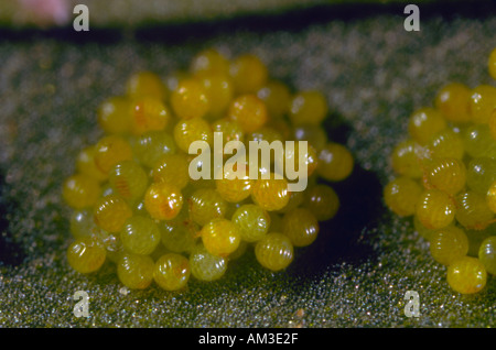Common Polypody Fern, Polypodium vulgare. Spores closeup Stock Photo