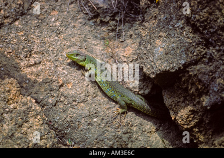 Ocellated Lizard, Timon lepidus. Sunbathing on rocky wall Stock Photo