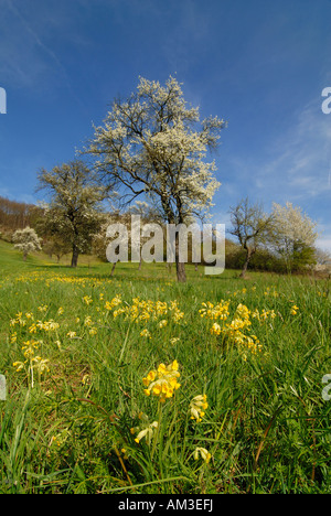 Cowslips (Primula veris), cherry blossom, Hassberge, Lower Franconia, Bavaria, Germany Stock Photo