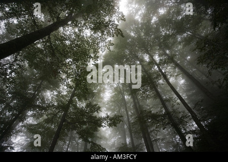Evocative forest images with tree canopy rising into a misty sky Stock Photo