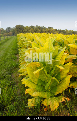 Burley tobacco plants ripening in the fields and nearly ready for harvest in the Bluegrass area of Kentucky USA Stock Photo