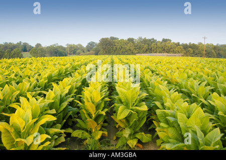 Burley tobacco plants ripening in the fields and nearly ready for harvest in the Bluegrass area of Kentucky USA Stock Photo