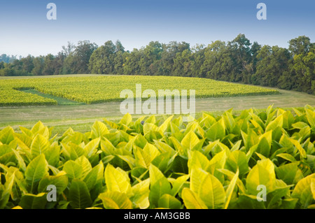 Burley tobacco plants ripening in the fields and nearly ready for harvest in the Bluegrass area of Kentucky USA Stock Photo