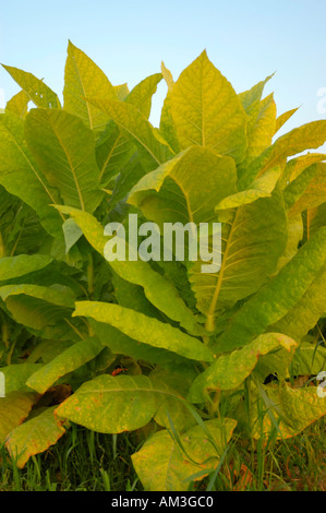 Burley tobacco plants ripening in the fields and nearly ready for harvest in the Bluegrass area of Kentucky USA Stock Photo