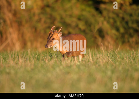 Muntjac Deer Early morning sun Buckland warren oxfordshire England Stock Photo