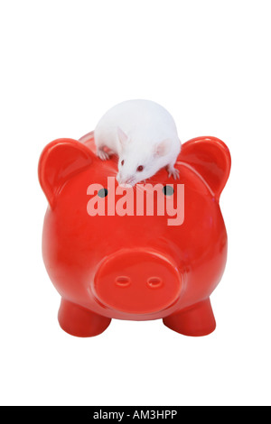 White mouse on red piggy bank isolated on white Stock Photo