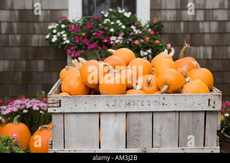 Pallet box full of pumpkins in outdoor farmers market Stock Photo - Alamy