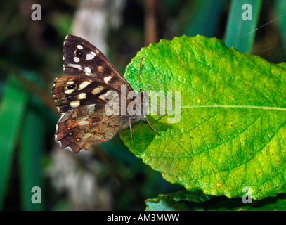 A Speckled Wood Butterfly.(Pararge aegeria).Photographed In Staffordshire England. Stock Photo