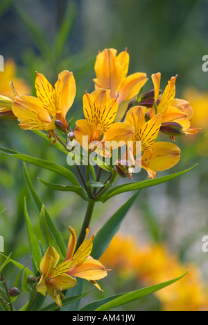 Alstroemeria in bloom, also known as Peruvian lily or lily of the Incas Stock Photo