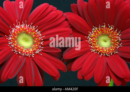 Two 2 Red gerbera flowers close up against a black backdrop Stock Photo