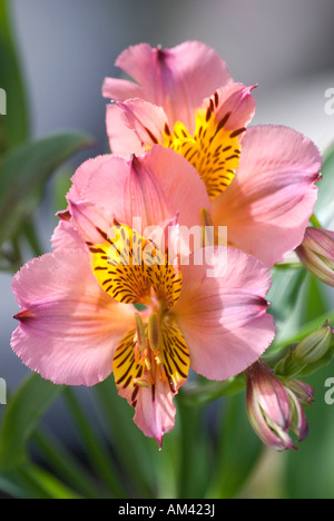 Alstroemeria in bloom, also known as Peruvian lily or lily of the Incas Stock Photo