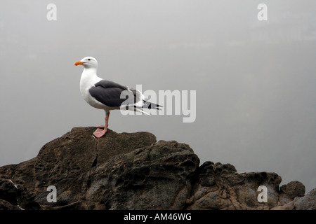 Sea Gull on a Rock Stock Photo