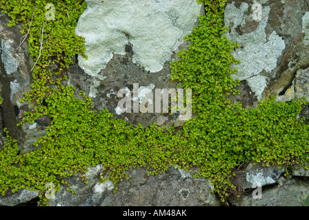 Mind Your Own Business (Soleirolia soleirolii) growing on drystone wall Stock Photo