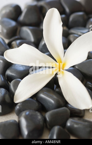 Close-up of a white flower on black pebbles Stock Photo