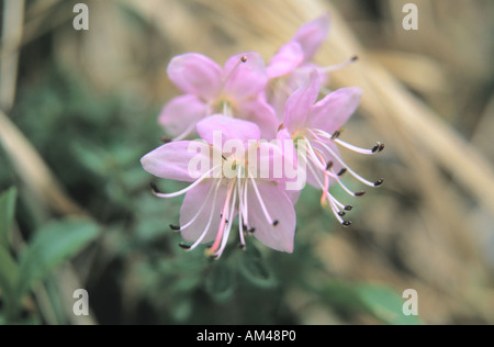 Close up of Dwarf Alpenrose Rhodothamnus chamaecistus flowers Stock Photo