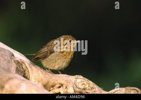 European robin chick Erithacus rubecula on log side view against dark background Stock Photo