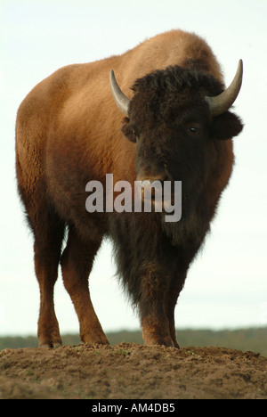A lone buffalo or bison standing on a small hill Stock Photo