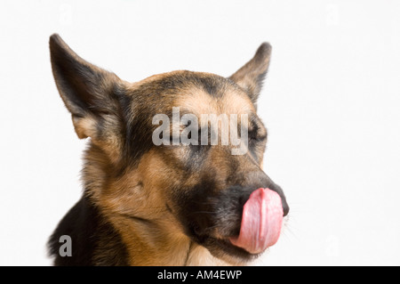 Close-up of a German Shepherd licking its nose Stock Photo