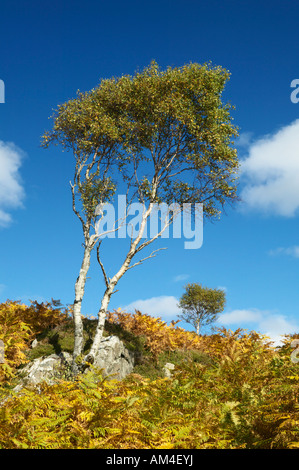 Silver birch and bracken in early autumn Kentra, Moidart, Lochaber, Highland, Scotland, UK Stock Photo