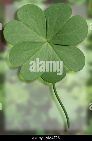 Lucky four leaf clover close-up Stock Photo