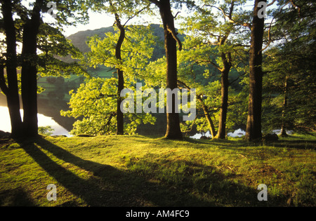 late day sun shines through trees next to a lake in The Lake District of England Stock Photo
