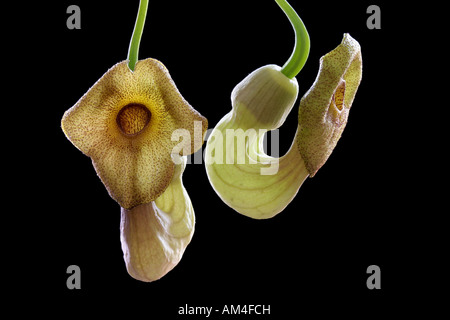 Dutchman's pipe flowers, uncultivated. Stock Photo