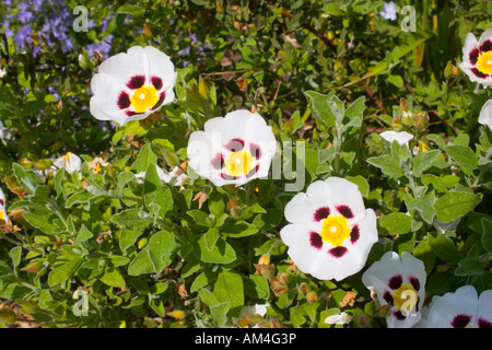 Cistus cyprius, Rock rose, Sun rose, Cistaceae Stock Photo