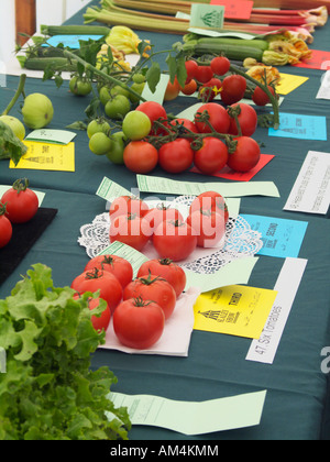 Red tomatoes on display in a competition class at the Slaley Agricultural Show, Northumberland, England, UK Stock Photo