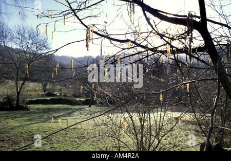 Hazel catkins growing in field in the Wye Valley on the Wales England Border Stock Photo