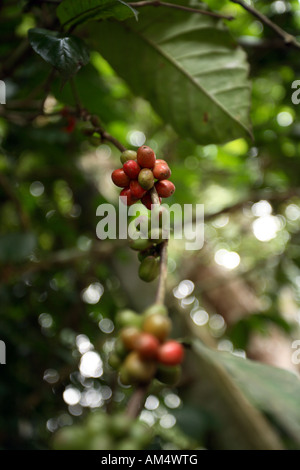 Coffee beans ripening on the vine in Sri Lanka Stock Photo