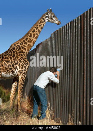 man peers through a hole in a fence and the giraffe peers over it Stock Photo