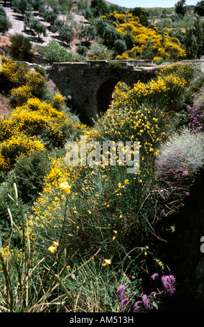 Wild flowers in the Alpujarras in Granada Province Southern Spain Stock Photo