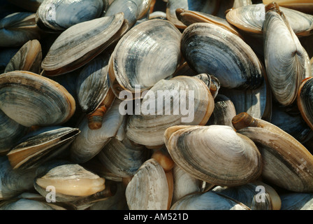 pile of steamer softshell clams Stock Photo